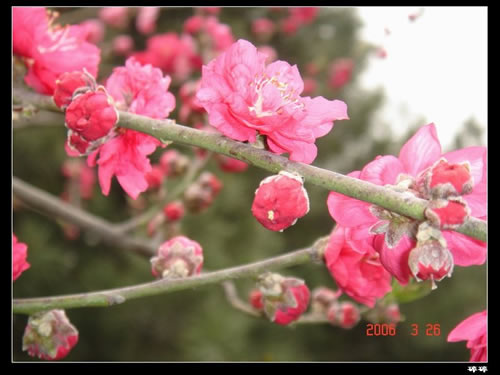 青龍寺櫻花：千年滄桑中那點(diǎn)櫻紅