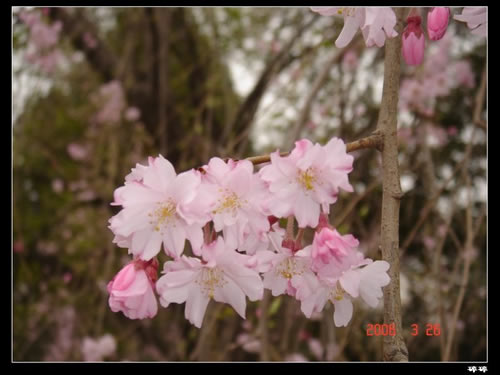 青龍寺櫻花：千年滄桑中那點櫻紅