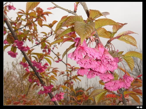青龍寺櫻花：千年滄桑中那點櫻紅