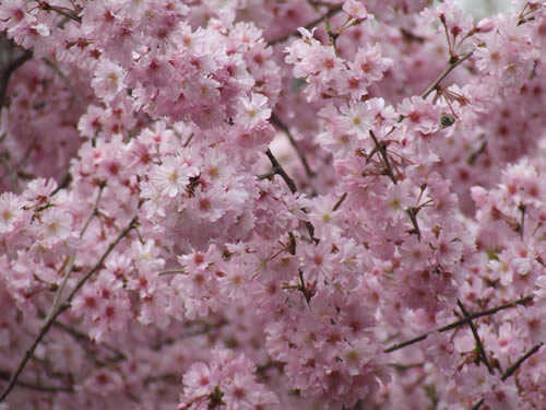 青龍寺櫻花：千年滄桑中那點(diǎn)櫻紅