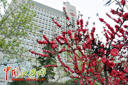 尋秦掠影：近看長(zhǎng)安花（組圖）