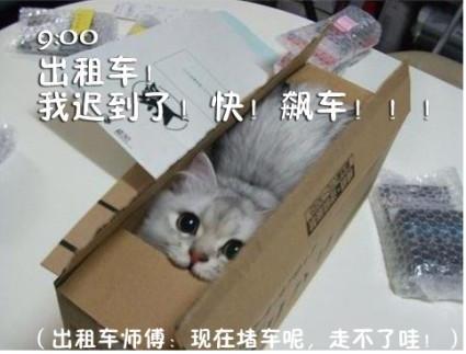 貓咪搞笑屌絲表情 演繹上班族的一天