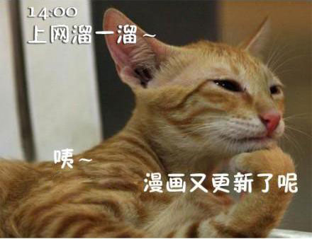 貓咪搞笑屌絲表情 演繹上班族的一天