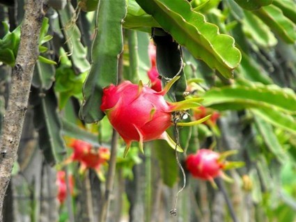 樂東地產(chǎn)精彩無限 八大優(yōu)勢(shì)繽紛呈獻(xiàn)