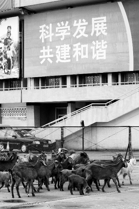 動(dòng)物園為討地出動(dòng)猛獸:換數(shù)十只羊接班(組圖)