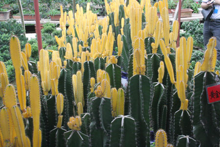 “網(wǎng)上看河南”記者參觀(guān)“花都”鄢陵縣花木園區(qū)