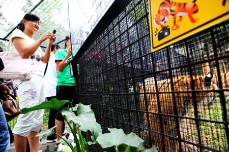 萬余游客周末涌進(jìn)云南野生動物園體驗“深入虎穴”