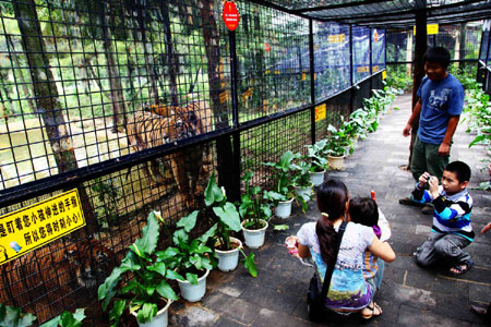 萬余游客周末涌進(jìn)云南野生動物園體驗“深入虎穴”