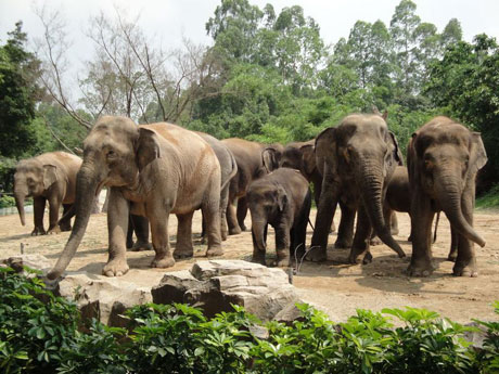 香江野生動物世界：動物的樂園
