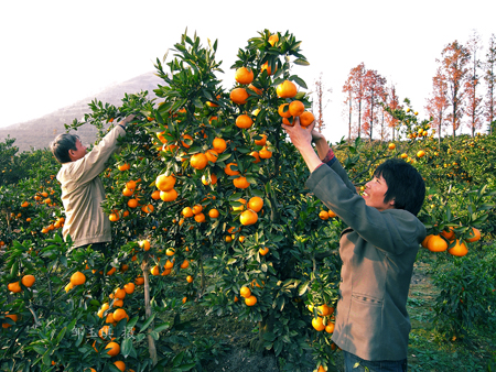 2009陜西•漢中柑桔旅游文化節(jié)將于9月30日在城固舉行