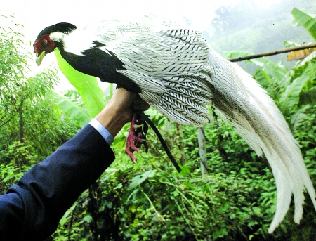 怪鳥！頭像母雞尾似孔雀