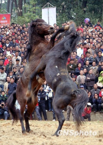廣西融水萬人歡度斗馬節(jié)