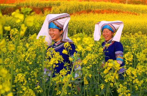 油菜花海：世界最大的自然天成花園
