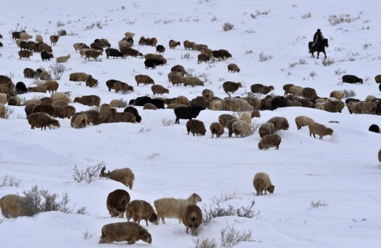 新疆發(fā)生雪災5000余人轉(zhuǎn)移1人死亡(組圖)