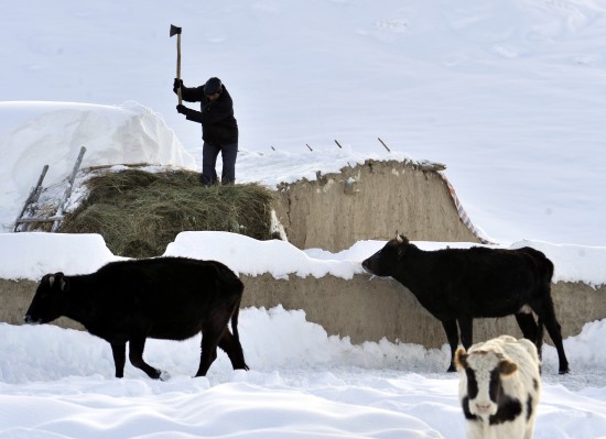 新疆發(fā)生雪災5000余人轉(zhuǎn)移1人死亡(組圖)