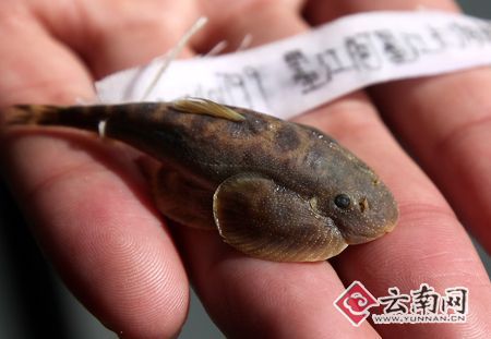 云南省發(fā)現(xiàn)兩個魚類新物種　具有重要意義