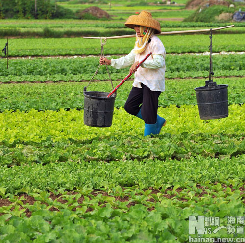 海南日出島瓜菜達(dá)1.3萬噸
