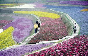 太美了！化工廠變身公園 能看薰衣草花田