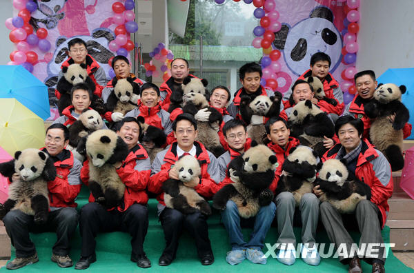 臥龍16只大熊貓寶寶進(jìn)入幼兒園