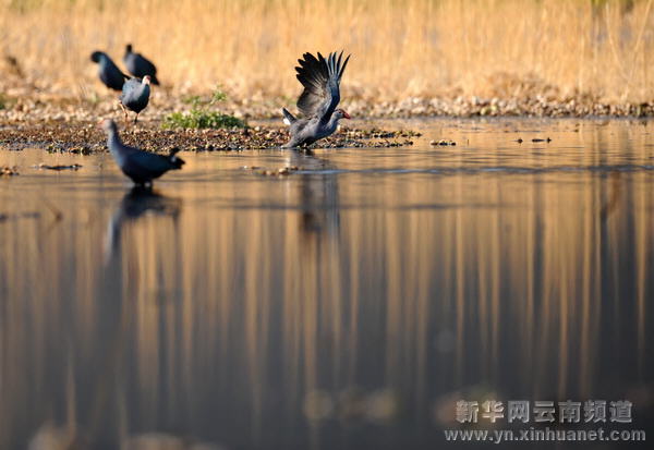 高原水鄉(xiāng)西湖 世外桃源如畫(huà)[多圖]