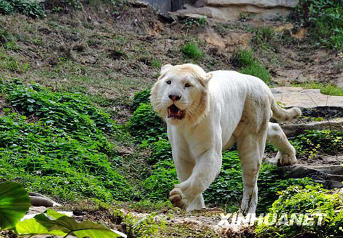 廣州香江野生動物世界百虎山開放迎游客