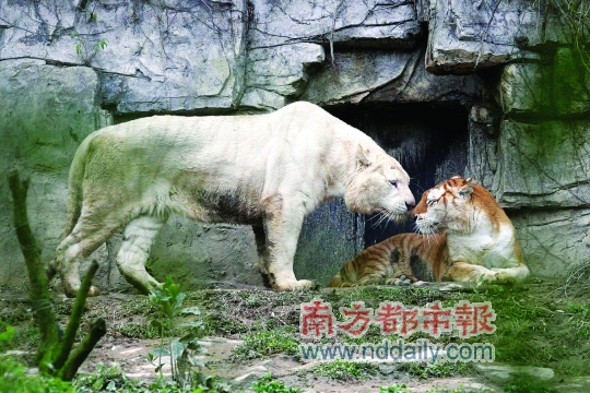 香江野生動(dòng)物園虎仔賀歲
