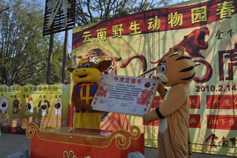 萬(wàn)人涌進(jìn)云南野生動(dòng)物園看老虎