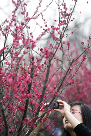 杭州：江南春早 十萬(wàn)株梅花競(jìng)相開(kāi)放