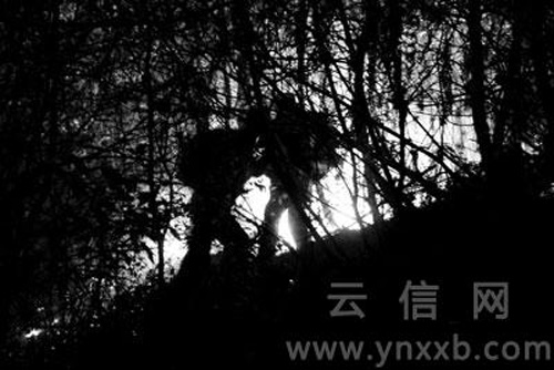 峨山縣山火危及玉溪紅塔區(qū)　火勢(shì)已得到控制