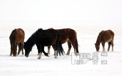 持續(xù)低溫降雪內(nèi)蒙古克什克騰旗再次遭受雪災(zāi)