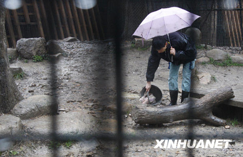 上海動物園發(fā)生意外 老虎咬死飼養(yǎng)員