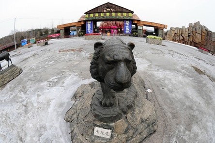 沈陽野生動(dòng)物園11只東北虎營(yíng)養(yǎng)不良死亡