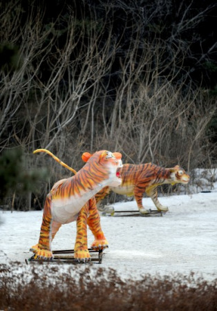 沈陽野生動(dòng)物園11只東北虎營(yíng)養(yǎng)不良死亡