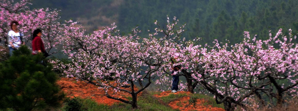 洞庭無(wú)處不飛花