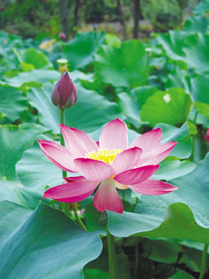 2萬盆南京荷花上海“催熟”提早綻放中國(guó)館