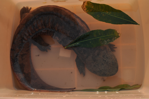 “燙手山芋”娃娃魚(yú)落戶云南野生動(dòng)物園（圖）