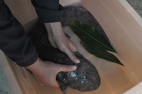 “燙手山芋”娃娃魚(yú)落戶云南野生動(dòng)物園（圖）