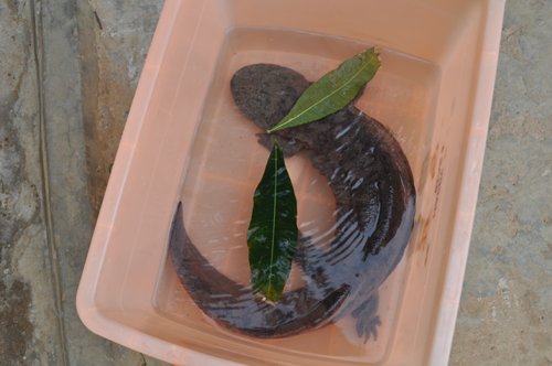 “燙手山芋”娃娃魚(yú)落戶云南野生動(dòng)物園（圖）