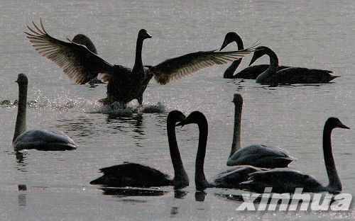 河南：三門峽榮獲“中國大天鵝之鄉(xiāng)”稱號