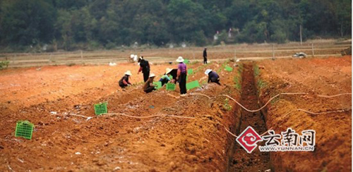 干旱致種植成本翻10倍　文山三七一周一個(gè)價(jià)