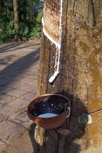 大旱襲來云南橡膠減產(chǎn) 下游產(chǎn)品價格略有上漲