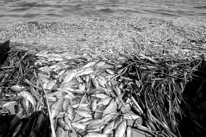 數(shù)公里長的死魚帶：沼氣還是工業(yè)污染？