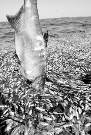 數(shù)公里長的死魚帶：沼氣還是工業(yè)污染？