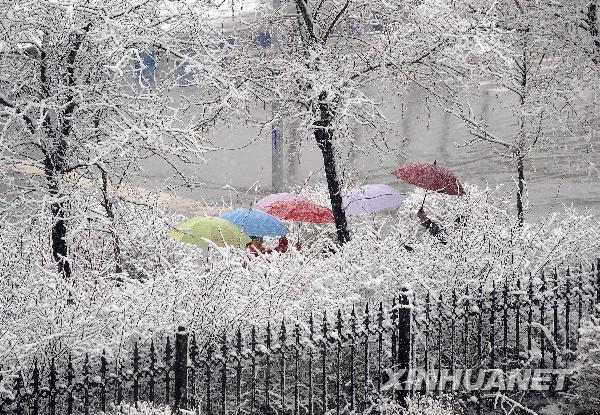 遼寧四月飛雪