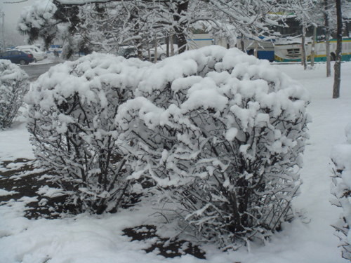4月16日晨長(zhǎng)春普降瑞雪