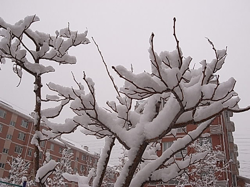 4月16日晨長春普降瑞雪