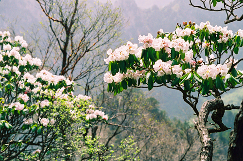 河南西峽七彩谷景區(qū)驚現(xiàn)3萬畝野生杜鵑群