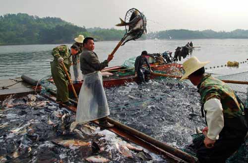 河南商城：漁業(yè)養(yǎng)殖喜獲豐收