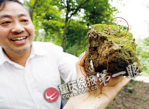 沙坪壩虎峰山發(fā)現(xiàn)蟲草 小心服用以免中毒(圖)