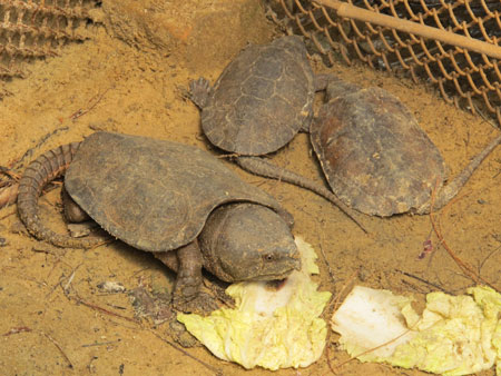 “工藝品”是幌子 民警查獲國家二級保護(hù)動物平胸龜